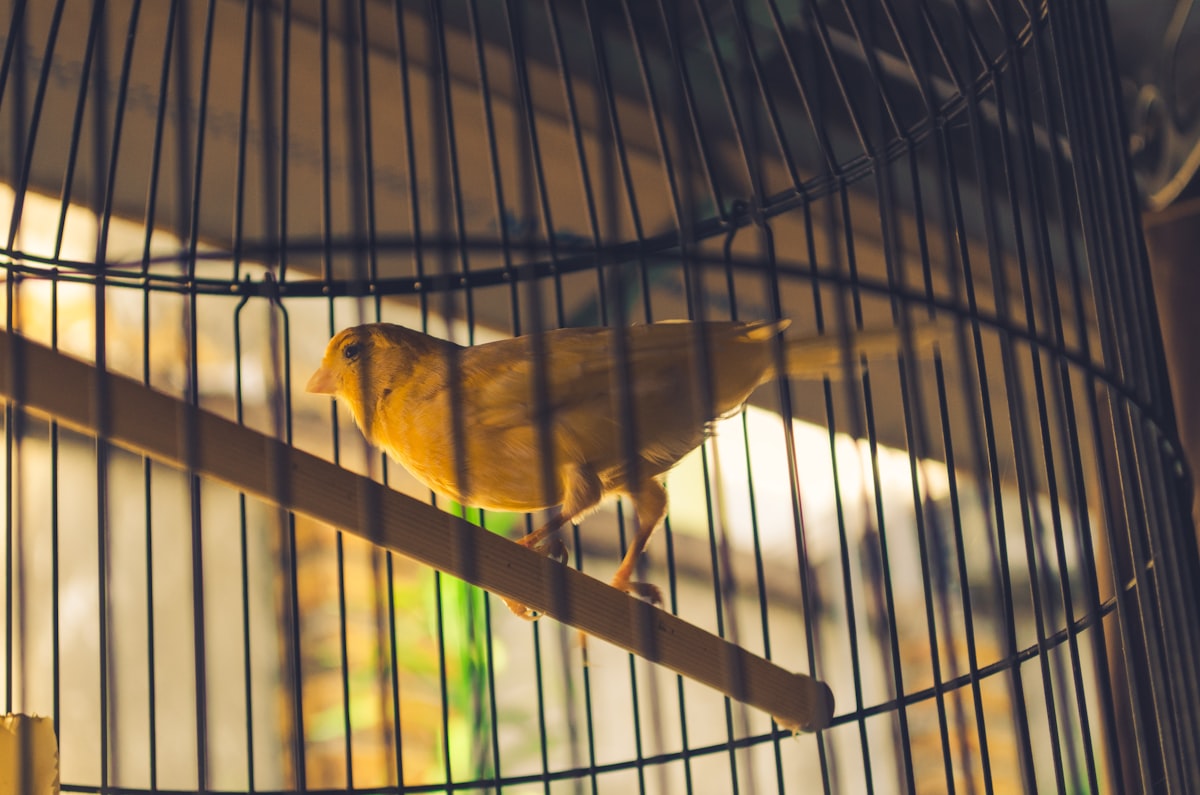 Extended stay bird care in Vaughan